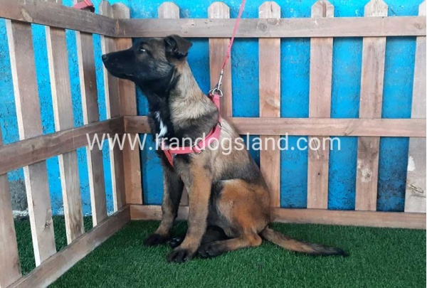 --malinois-45_10