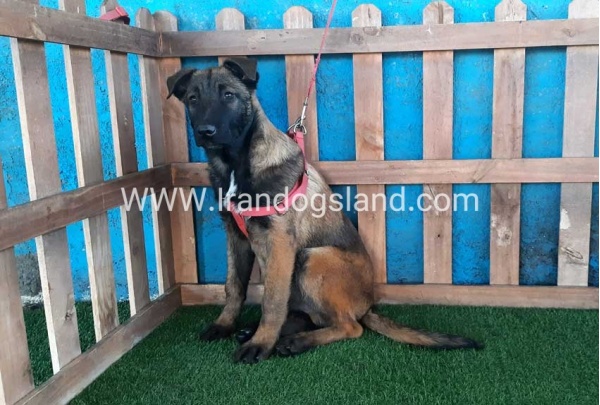 --malinois-45_11