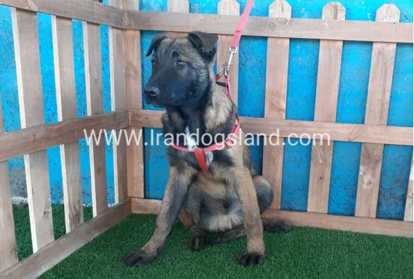 --malinois-45_2