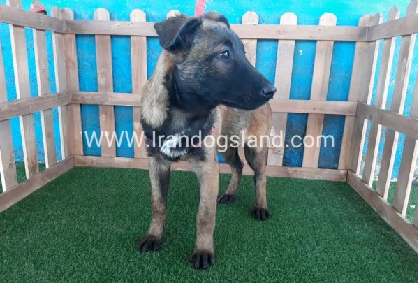 --malinois-45_3
