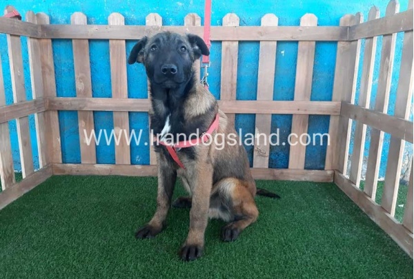 --malinois-45_4