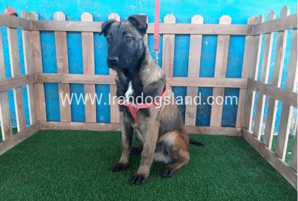 --malinois-45_5