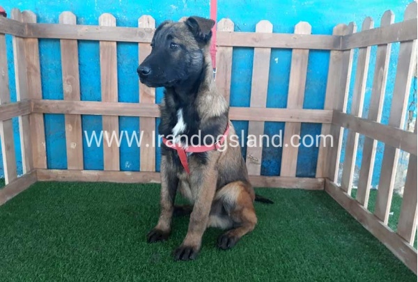 --malinois-45_6