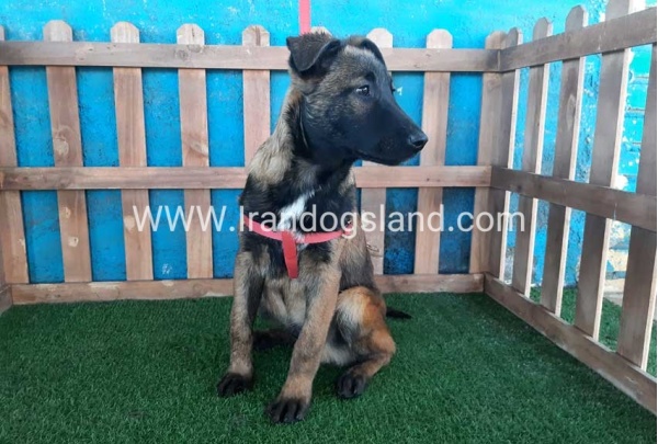 --malinois-45_7