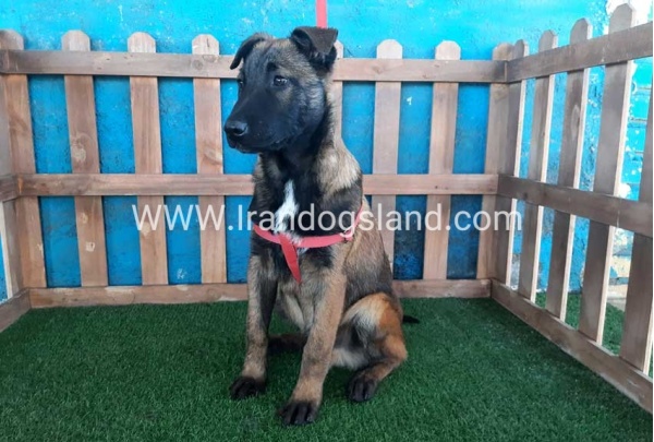 --malinois-45_8