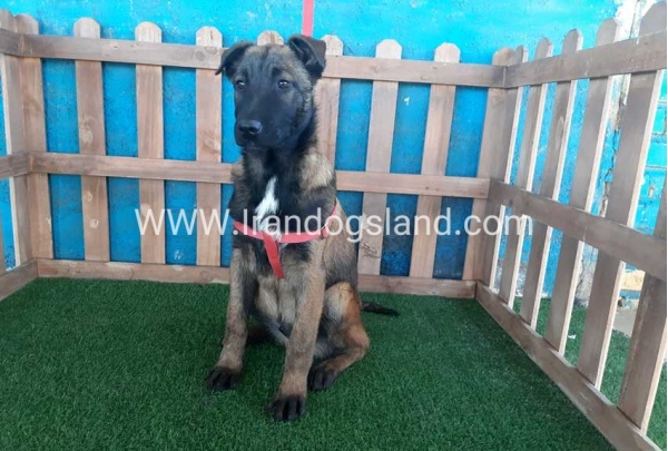--malinois-45_9