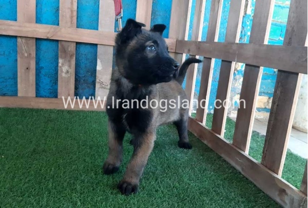 --malinois-47_10