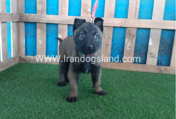 --malinois-47_11