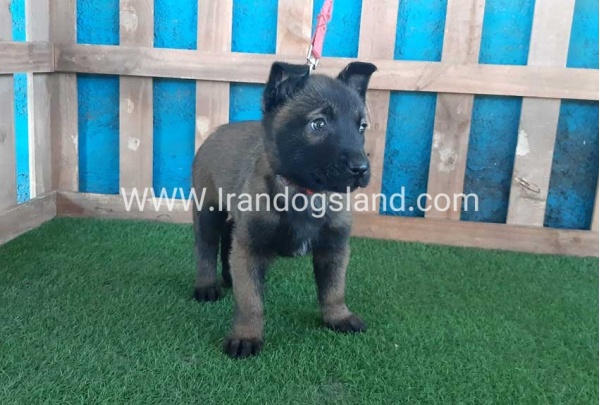 --malinois-47_12