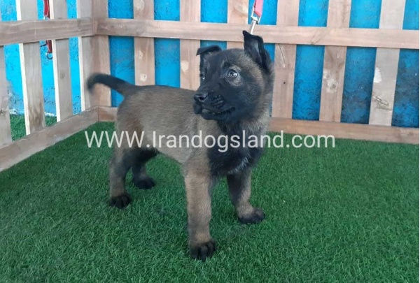 --malinois-47_2