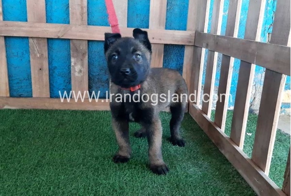 --malinois-47_3