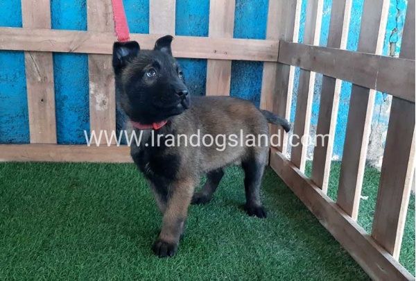 --malinois-47_4