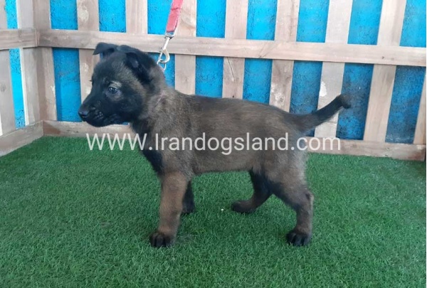 --malinois-47_5