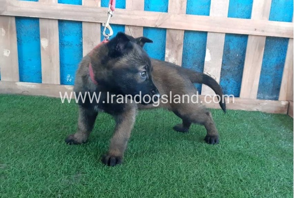 --malinois-47_6