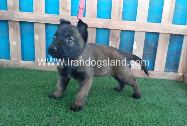 --malinois-47_7