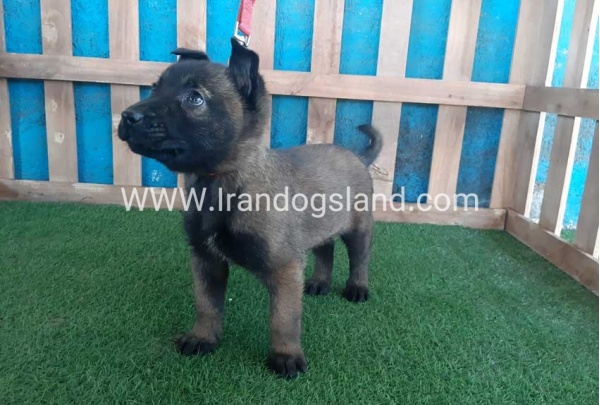 --malinois-47_8