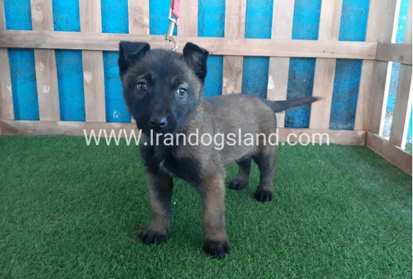 --malinois-47_9