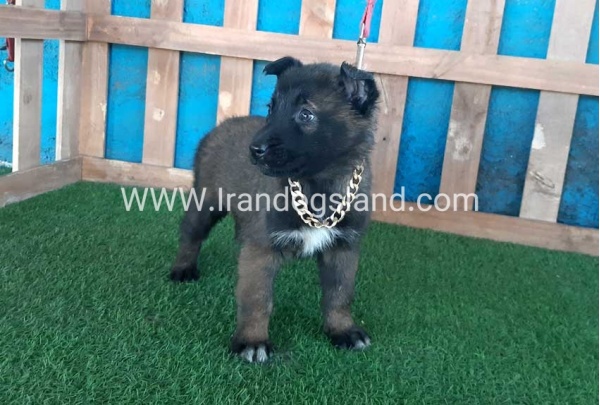 --malinois-48_1