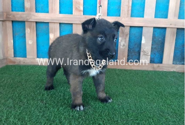 --malinois-48_10