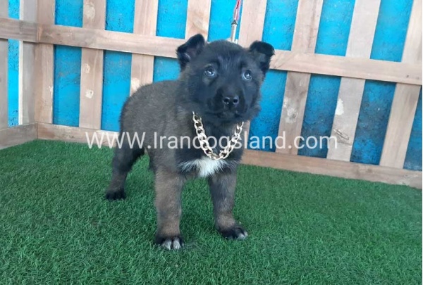 --malinois-48_11