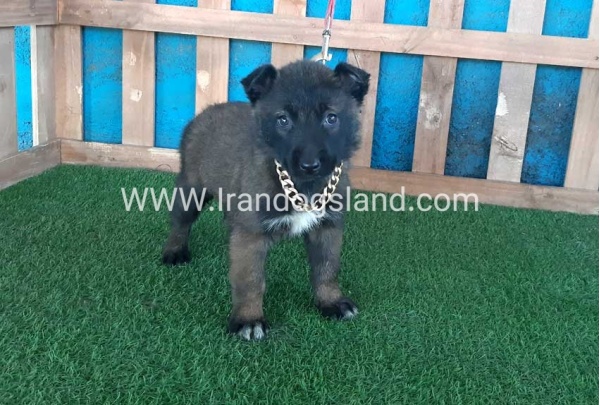 --malinois-48_12