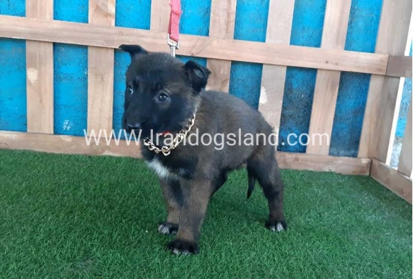 --malinois-48_3