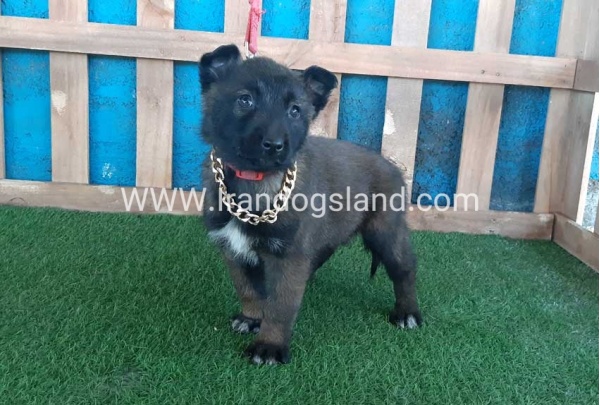 --malinois-48_4