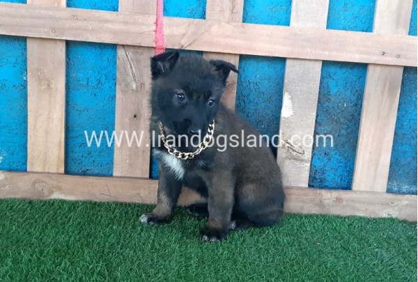 --malinois-48_5