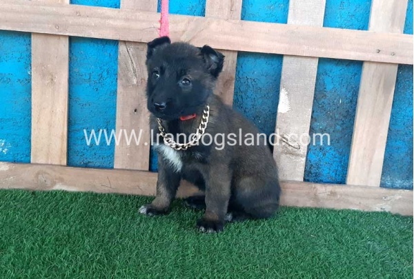 --malinois-48_6