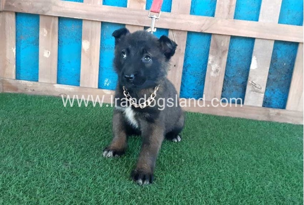 --malinois-48_7