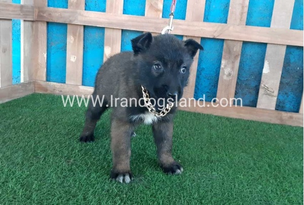 --malinois-48_8