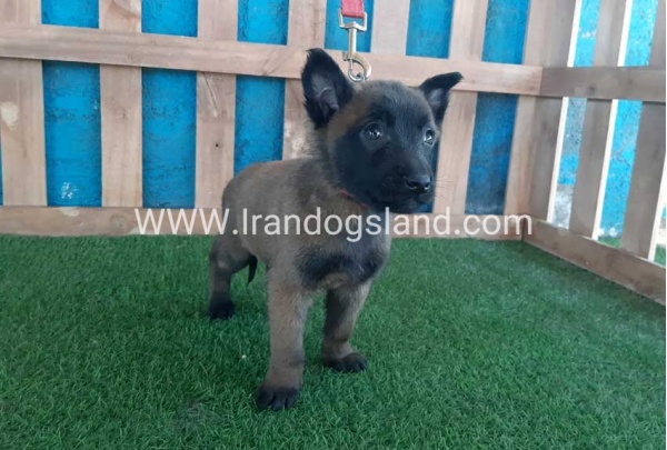 --malinois-49_1