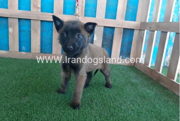 --malinois-49_2