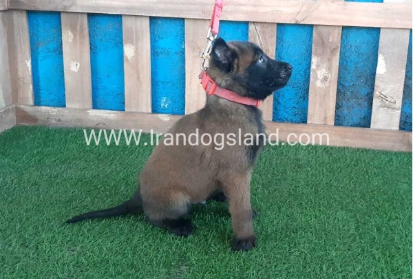 --malinois-49_3