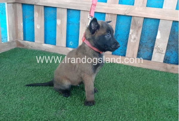--malinois-49_4