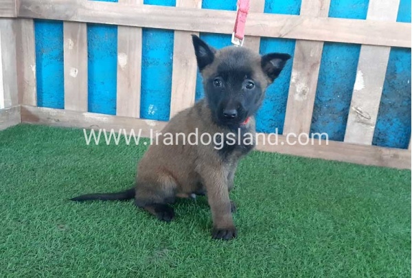 --malinois-49_5