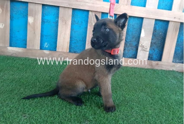 --malinois-49_6