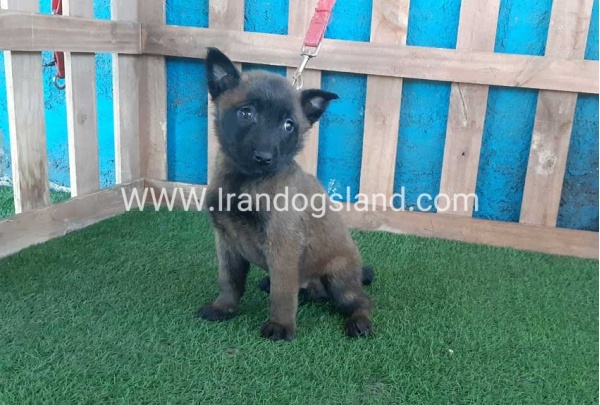 --malinois-49_7