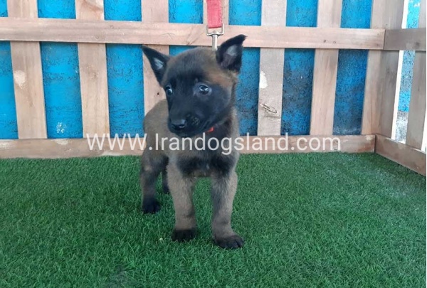 --malinois-49_8