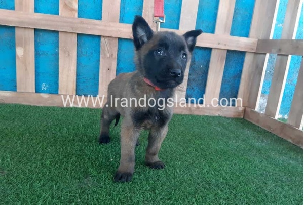 --malinois-49_9