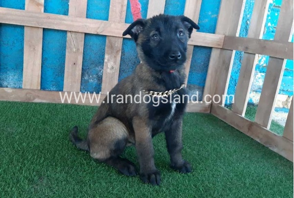 --malinois-50_1