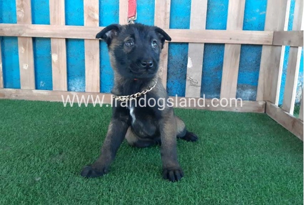 --malinois-50_10