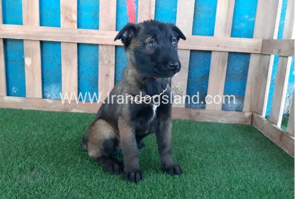 --malinois-50_11