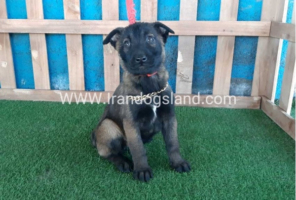 --malinois-50_2
