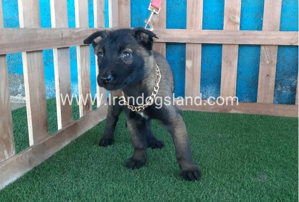 --malinois-50_3