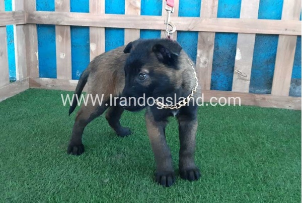 --malinois-50_4