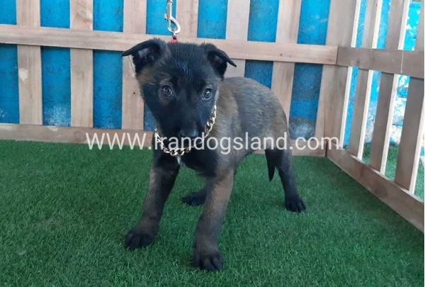 --malinois-50_5