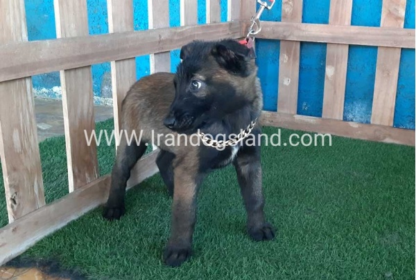 --malinois-50_6