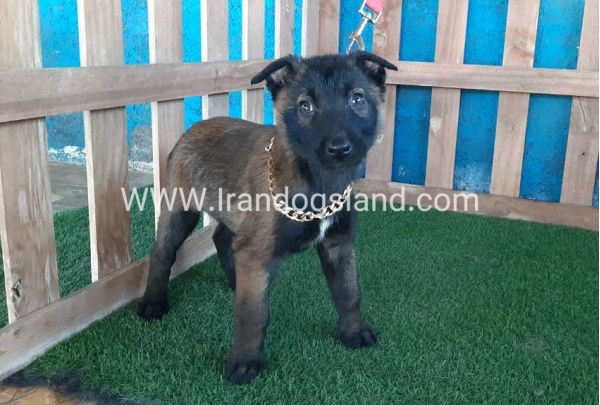 --malinois-50_7