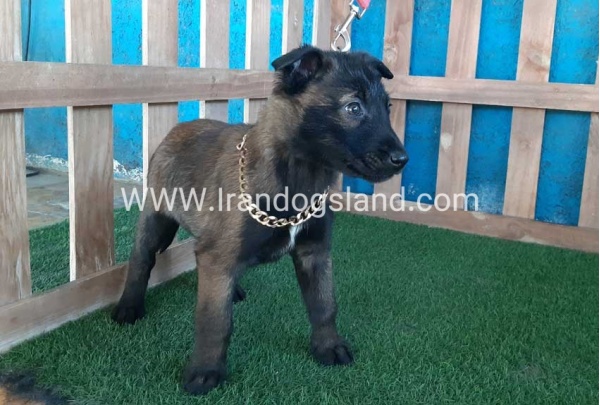 --malinois-50_8